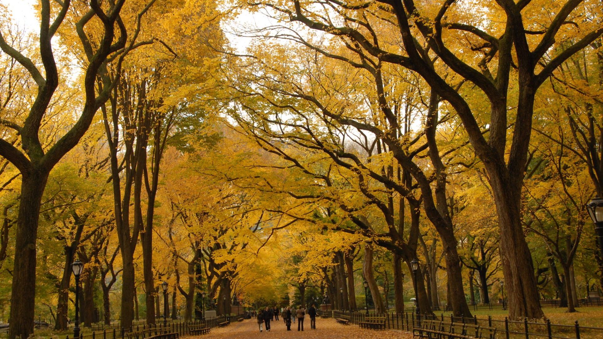 A Group Of People Walking On A Path Through A Park With Yellow Trees